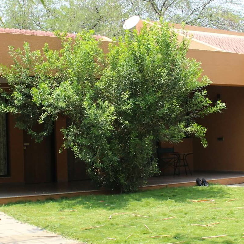 Svasara Jungle Lodge