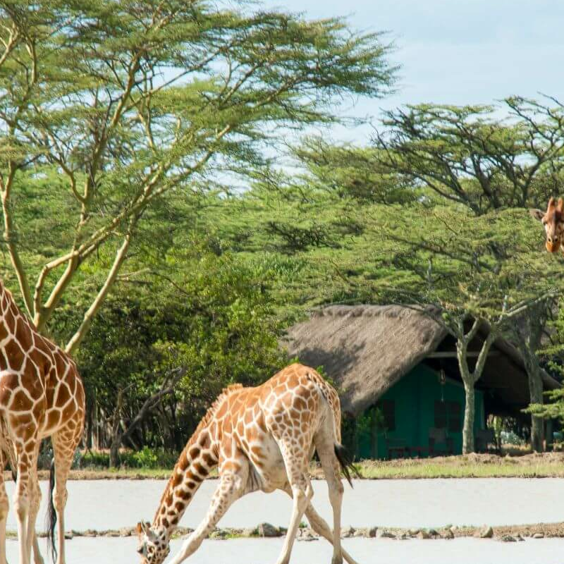 Sweetwaters Serena Camp