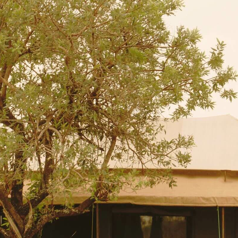 Tanzania Mara Bush Camp