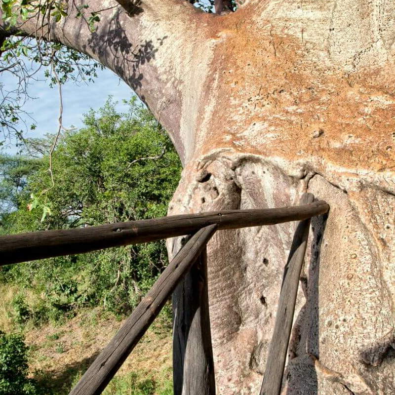 Tarangire River Camp
