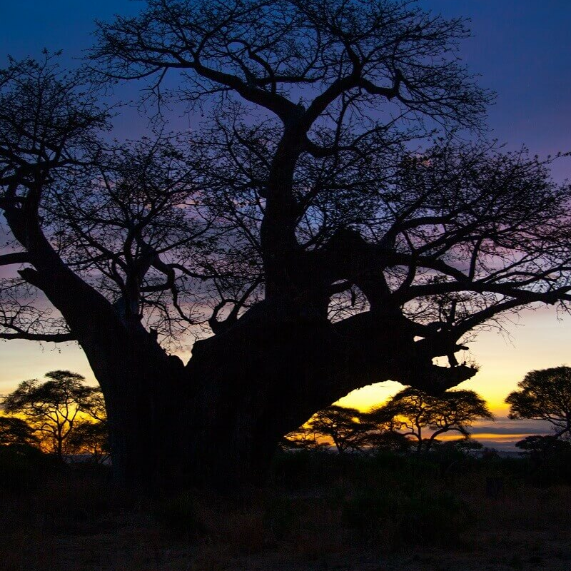 Tarangire Simba Lodge