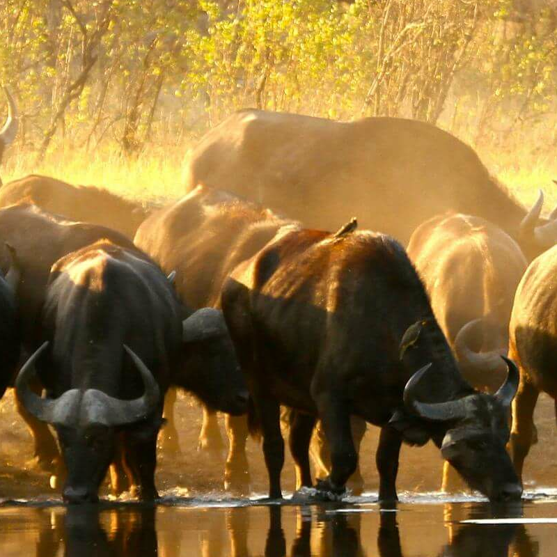 The Hide Safari Camp