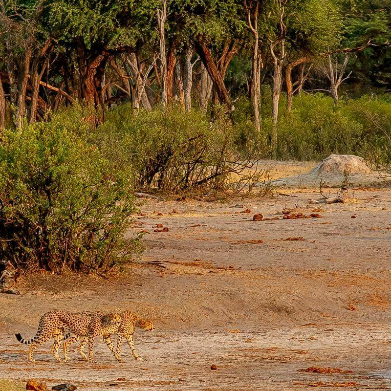 The Hide Safari Camp
