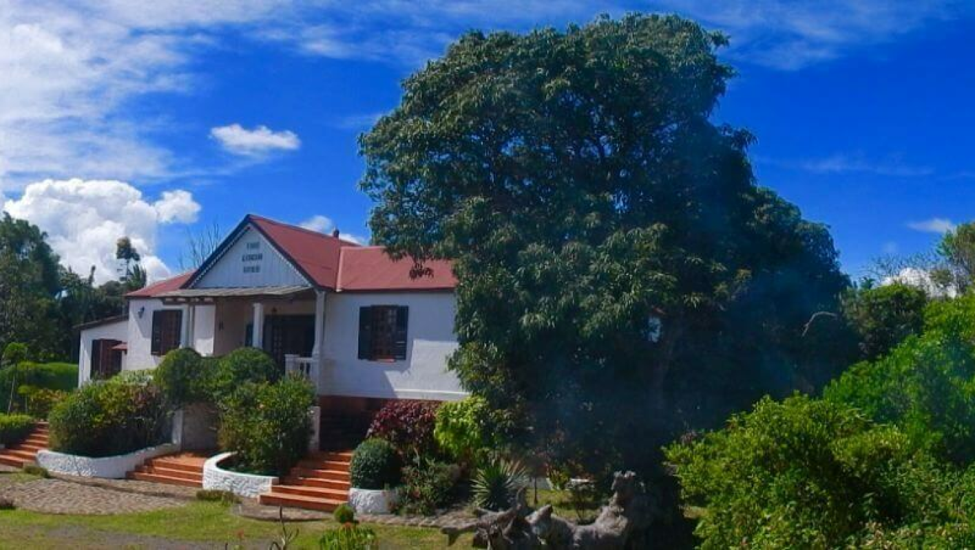 The Litchi Tree