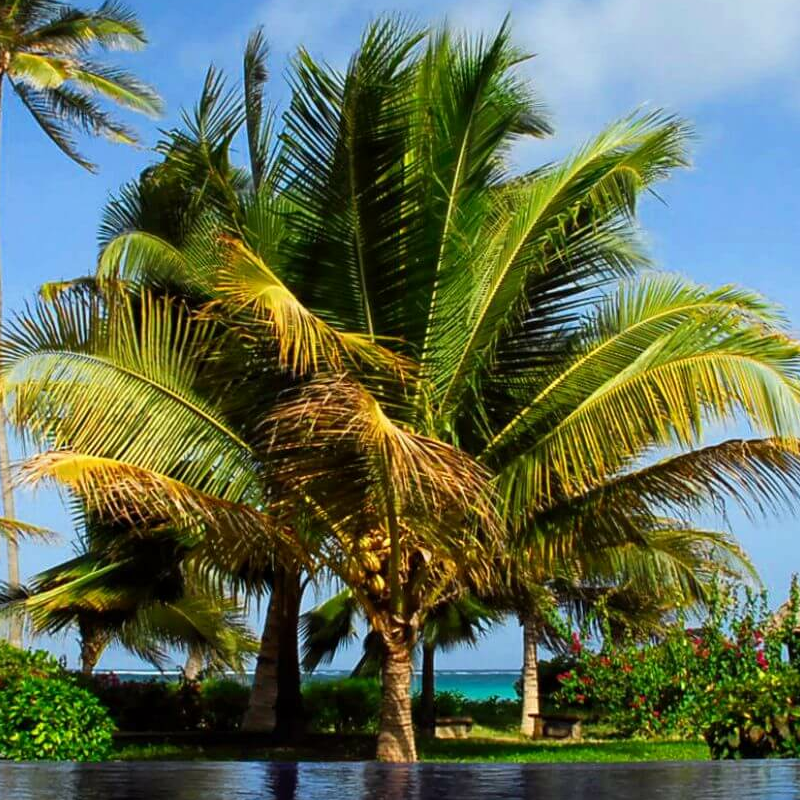 The Palms