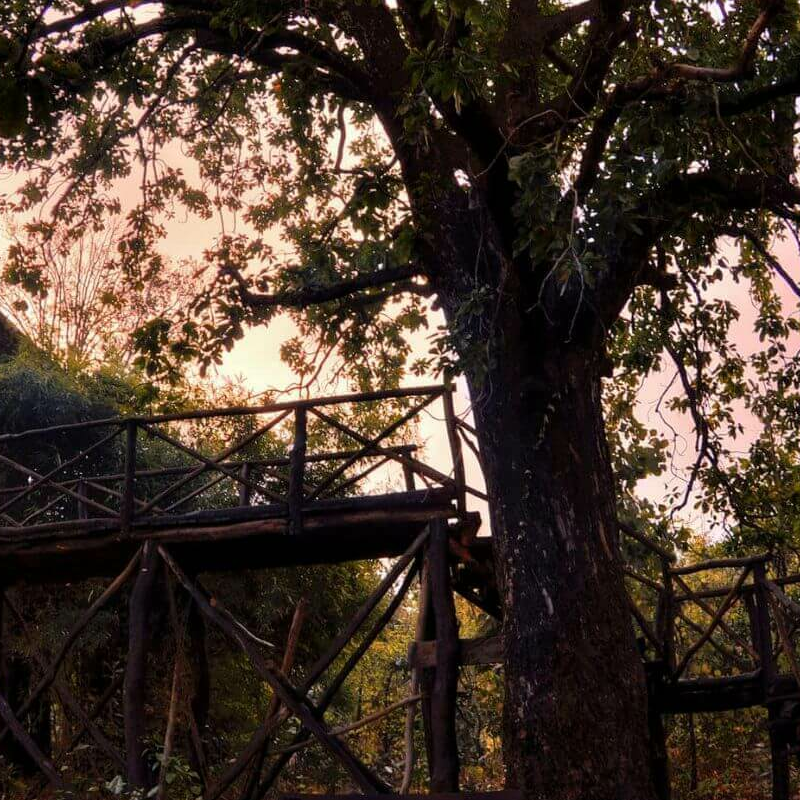 Tree House Hideaway