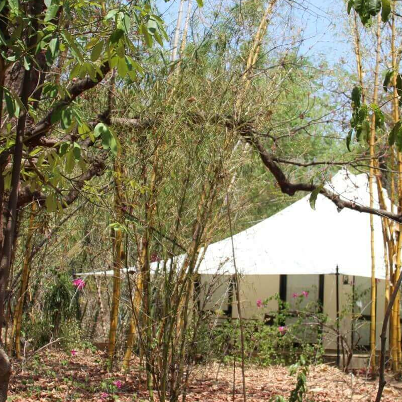 Tuli Corridor Pench