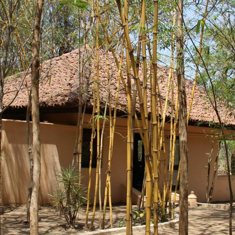 Tuli Corridor Pench