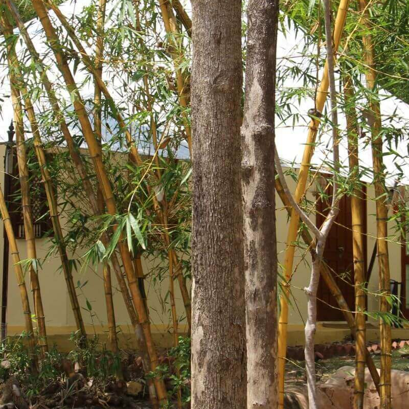 Tuli Tiger Resort