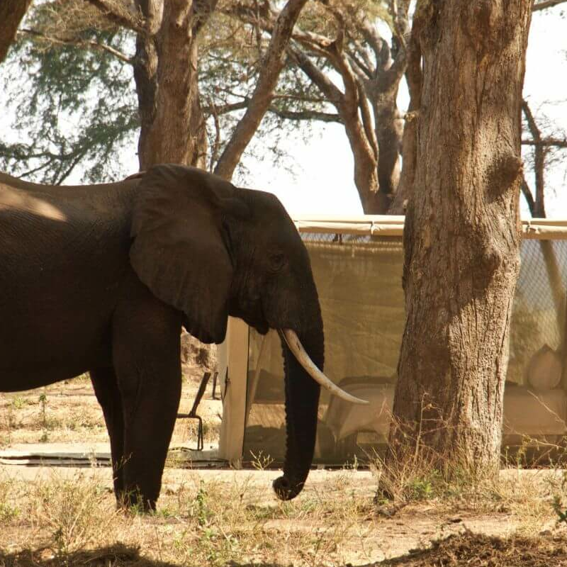 Tusk and Mane
