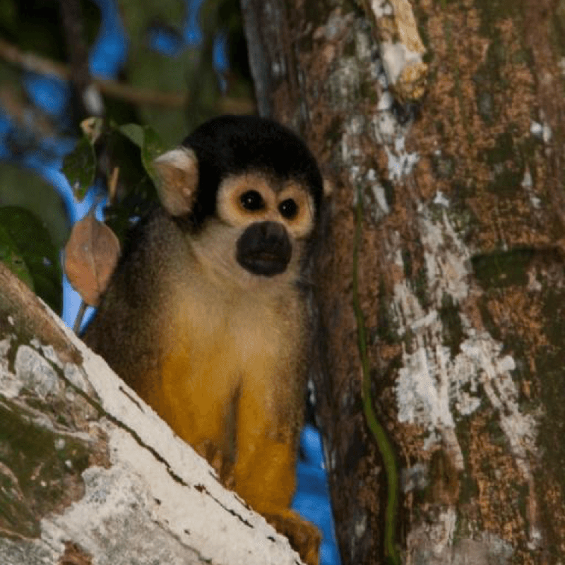 Uakari Lodge