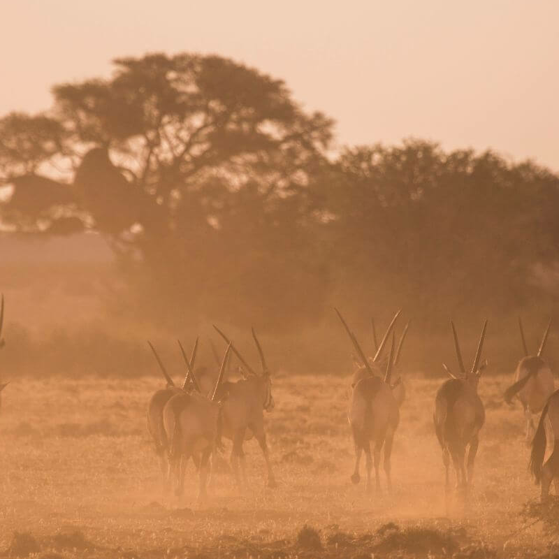 We Kebi Safari Lodge