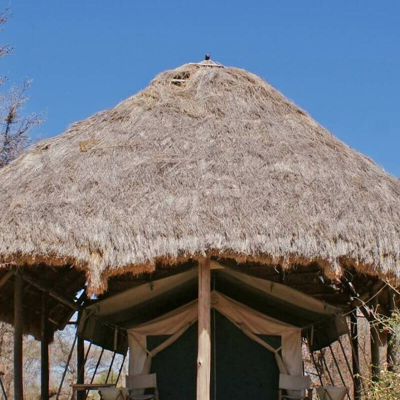 Whistling Thorn Camp