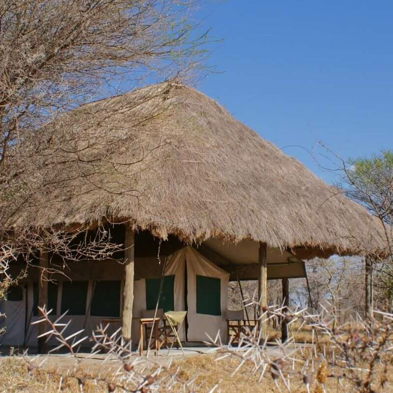 Whistling Thorn Camp