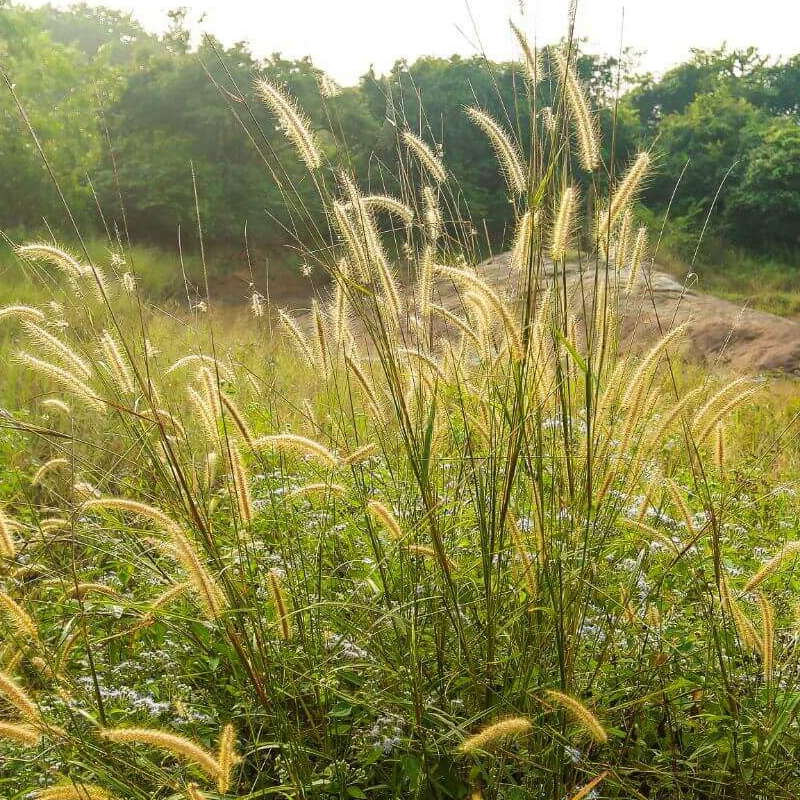 Wild Gras Nature Resort