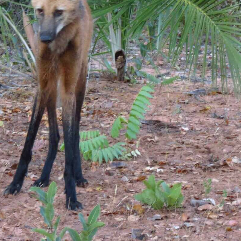 Wolf Camps