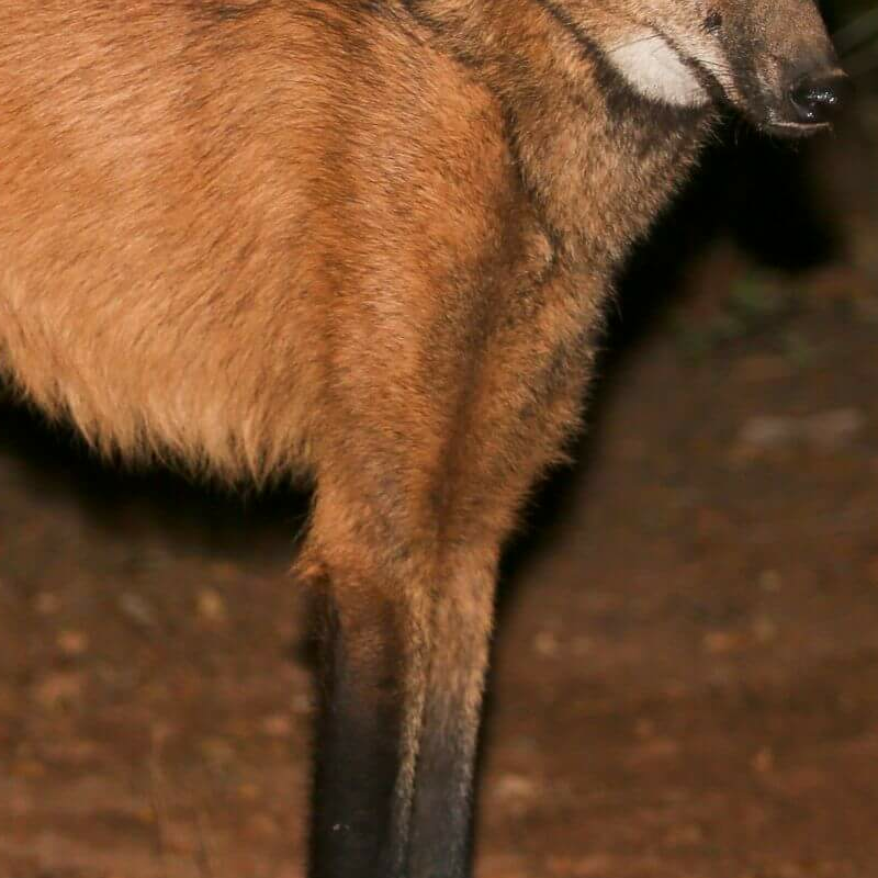 Wolf Camps