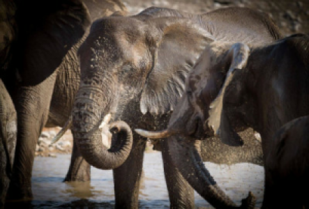 Savuti Marsh Afrikanischer Elefant