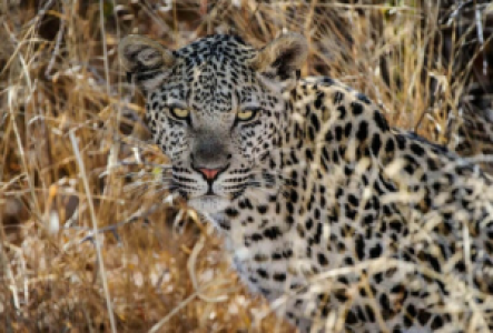 Savuti Marsh Afrikanischer Leopard