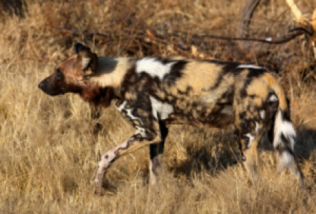 Savuti Marsh Afrikanischer Wildhund