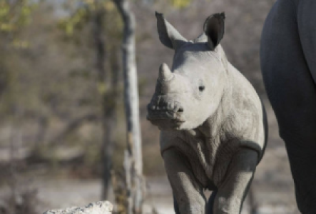Etosha Afrikanisches Nashorn