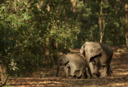 Murchison Falls Asiatischer Elefant