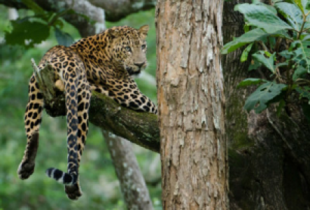 Pench Nationalpark Asiatischer Leopard