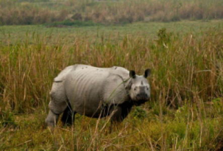 Indonesien Asiatisches Nashorn