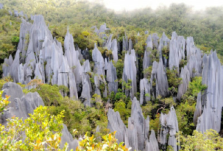 Auf den Pinnacles im Mulu Nationalpark stehen