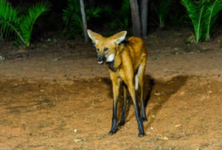 Auf Mähnenwölf-Safari im brasilianischen Cerrado