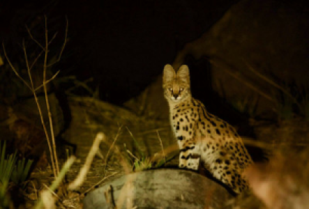 Auf Nachtsafari im South Luangwa Nationalpark