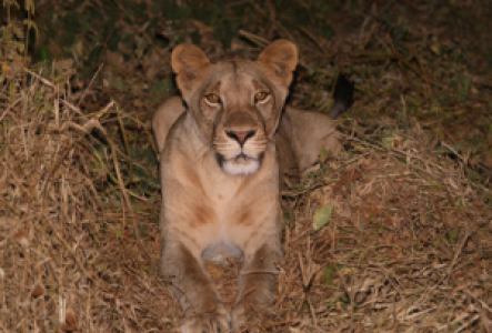 Auf Nachtsafari in Kenia