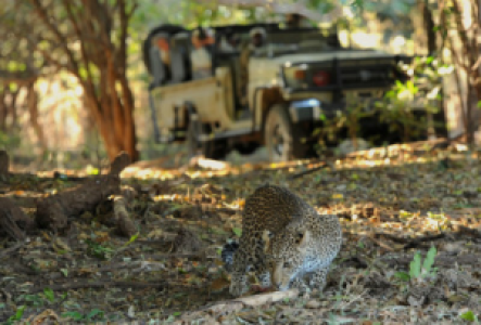Auf Pirsch im Lower Zambezi Nationalpark