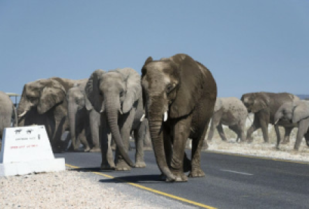 Auf Pirschfahrt in Etosha