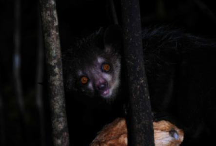 Madagaskar Aye Aye