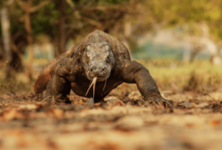 Beobachte die Komodo Drachen ohne Menschen