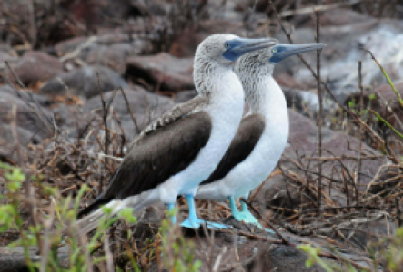Rabida Blaufußtölpel