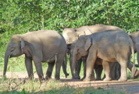 Borneo Borneo Pygmäen-Elefant