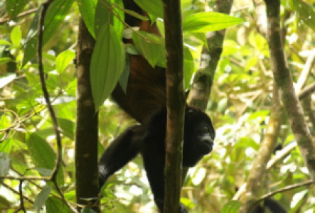 Tortuguero Costa Rica Brüllaffe