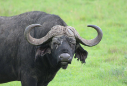 Savuti Marsh Büffel