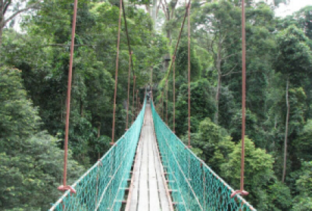 Canopy Walk auf Borneo