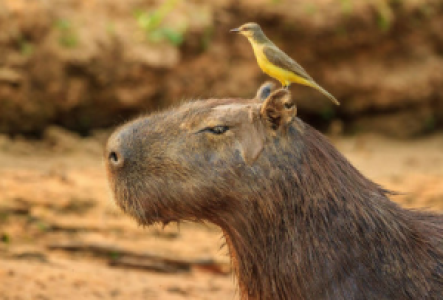 Brasilien Capybara