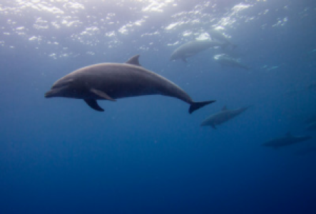 Galle Delfin
