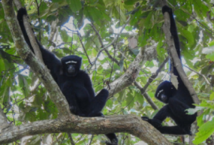 Den Gibbon Sanctuary besuchen