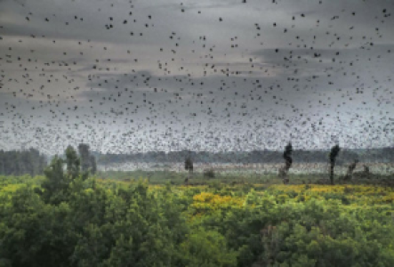 Die Fledermausmigration im Kasanka Nationalpark