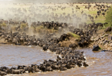 Die große Migration der Gnus in der Masai Mara