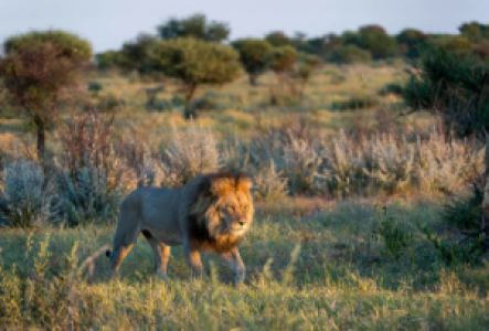 Die Löwen der Kalahari