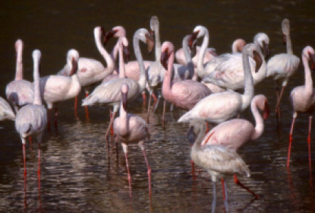 Die Vögel vom Lake Baringo