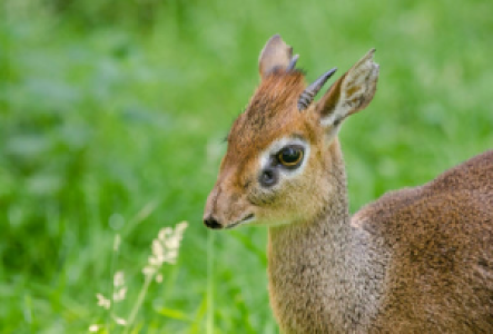 Botswana Dikdik