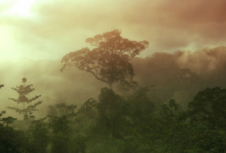 Dschungel-Walks im Borneo Urwald